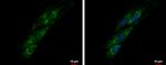 PITRM1 Antibody in Immunocytochemistry (ICC/IF)