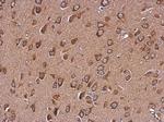 WDR16 Antibody in Immunohistochemistry (Paraffin) (IHC (P))