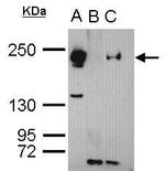 TET3 Antibody in Immunoprecipitation (IP)