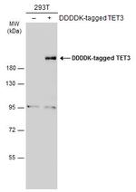 TET3 Antibody in Western Blot (WB)