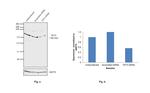 TET3 Antibody in Western Blot (WB)