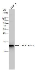 TFF1 Antibody in Western Blot (WB)