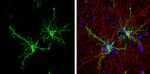 FABP7 Antibody in Immunocytochemistry (ICC/IF)