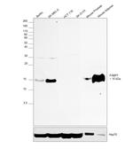 FABP7 Antibody in Western Blot (WB)