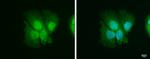 ISG15 Antibody in Immunocytochemistry (ICC/IF)