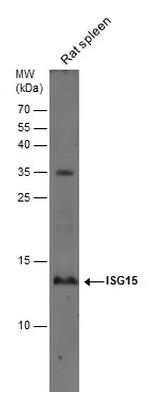 ISG15 Antibody in Western Blot (WB)