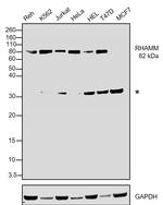 RHAMM Antibody in Western Blot (WB)