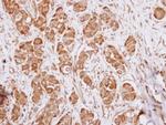 IL17RD Antibody in Immunohistochemistry (Paraffin) (IHC (P))