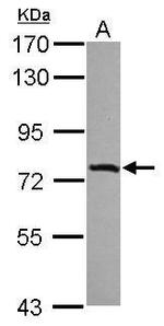 IL17RD Antibody in Western Blot (WB)