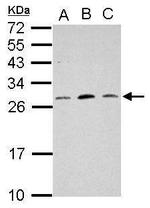 MRPL18 Antibody in Western Blot (WB)