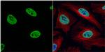 H3K4me2 Antibody in Immunocytochemistry (ICC/IF)