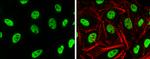 H3K4me2 Antibody in Immunocytochemistry (ICC/IF)