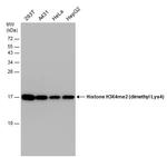 H3K4me2 Antibody in Western Blot (WB)