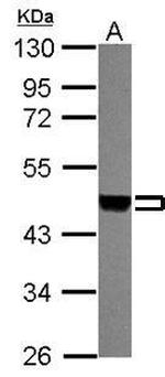 MEK1/MEK2 Antibody in Western Blot (WB)