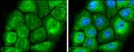 MEK1/MEK2 Antibody in Immunocytochemistry (ICC/IF)