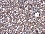 MEK1/MEK2 Antibody in Immunohistochemistry (Paraffin) (IHC (P))