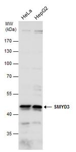 SMYD3 Antibody in Western Blot (WB)