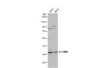 Embigin Antibody in Western Blot (WB)