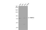 PABPC4 Antibody in Western Blot (WB)