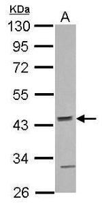 ACTR10 Antibody in Western Blot (WB)