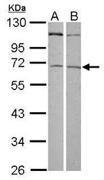 ZNF503 Antibody in Western Blot (WB)