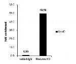 Histone H3 Antibody in ChIP Assay (ChIP)