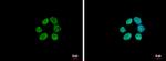 Histone H3 Antibody in Immunocytochemistry (ICC/IF)