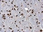 Histone H3 Antibody in Immunohistochemistry (Paraffin) (IHC (P))