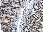 Histone H3 Antibody in Immunohistochemistry (Paraffin) (IHC (P))