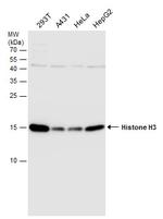 Histone H3 Antibody in Western Blot (WB)