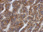 SFXN1 Antibody in Immunohistochemistry (Paraffin) (IHC (P))