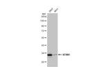 SFXN1 Antibody in Western Blot (WB)