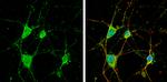 CYFIP1 Antibody in Immunocytochemistry (ICC/IF)