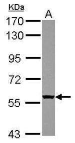 WDR49 Antibody in Western Blot (WB)