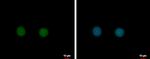 C17orf49 Antibody in Immunocytochemistry (ICC/IF)