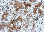 VSIG1 Antibody in Immunohistochemistry (Paraffin) (IHC (P))