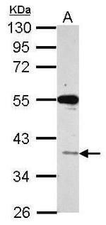 VSIG1 Antibody in Western Blot (WB)