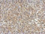 KBTBD3 Antibody in Immunohistochemistry (Paraffin) (IHC (P))