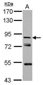 KBTBD3 Antibody in Western Blot (WB)