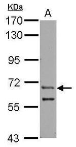 ZFY Antibody in Western Blot (WB)