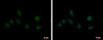 SAP130 Antibody in Immunocytochemistry (ICC/IF)