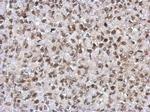 SAP130 Antibody in Immunohistochemistry (Paraffin) (IHC (P))