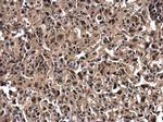 ZFAT Antibody in Immunohistochemistry (Paraffin) (IHC (P))