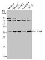 STUB1 Antibody in Western Blot (WB)