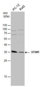 STUB1 Antibody in Western Blot (WB)