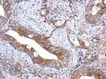 GCNT3 Antibody in Immunohistochemistry (Paraffin) (IHC (P))