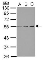 GCNT3 Antibody in Western Blot (WB)