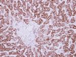 HIBADH Antibody in Immunohistochemistry (Paraffin) (IHC (P))