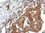 QTRTD1 Antibody in Immunohistochemistry (Paraffin) (IHC (P))