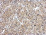 ANKRD53 Antibody in Immunohistochemistry (Paraffin) (IHC (P))